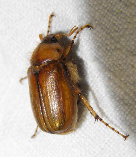 Réf. 183 366 : Rhizotrogus marginipes